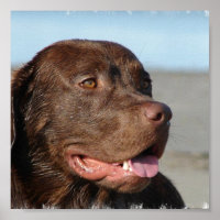Schokolade Labrador Print