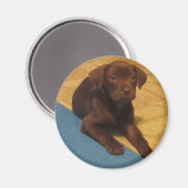 Schokolade Labrador Puppy Magnet (Vorderseite/Rückseite)