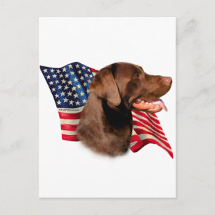 Schokolade Labrador Retriever American Flag Postkarte