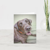 Schokolade Labrador Retriever Blankonotecard Karte (Vorderseite)