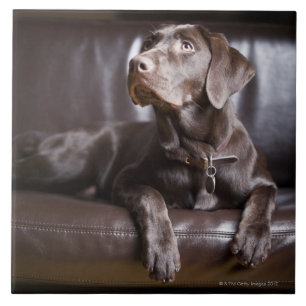 Schokolade Labrador retriever Fliese