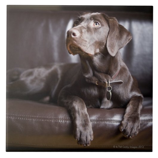 Schokolade Labrador retriever Fliese (Vorderseite)