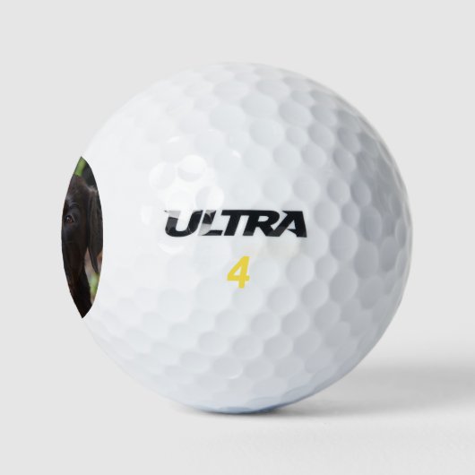 Schokolade Labrador Retriever Golfball (Logo)