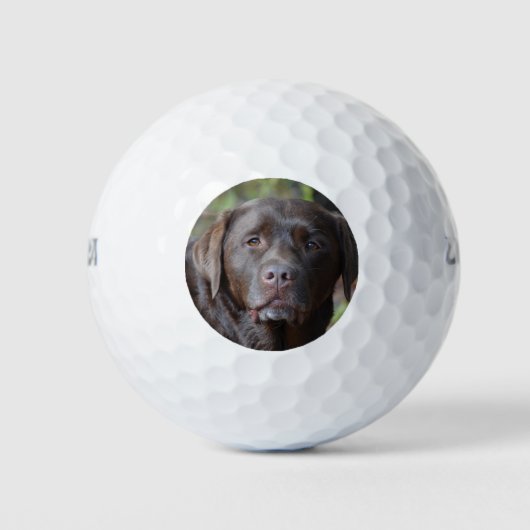 Schokolade Labrador Retriever Golfball (Vorderseite)