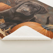 Schokolade Labrador Retriever Herbst Sherpadecke (3/4)