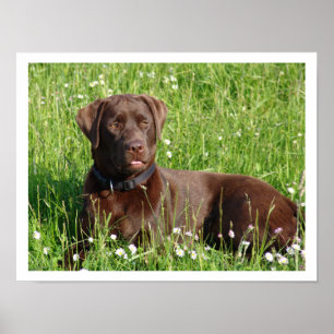 Schokolade Labrador Retriever im Gras Poster