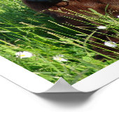 Schokolade Labrador Retriever im Gras Poster (Ecke)