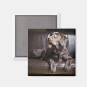 Schokolade Labrador Retriever Magnet (Vorderseite/Rückseite)