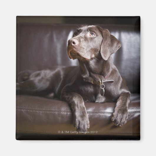 Schokolade Labrador Retriever Magnet (Vorne)