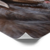 Schokolade Labrador Retriever Poster (Ecke)