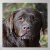 Schokolade Labrador Retriever Poster (Vorne)