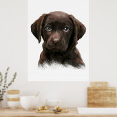 Schokolade Labrador Retriever Poster (Küche)