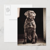 Schokolade Labrador Retriever Postkarte (Vorne/Hinten)