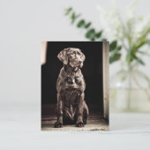 Schokolade Labrador Retriever Postkarte (Stehend Vorderseite)