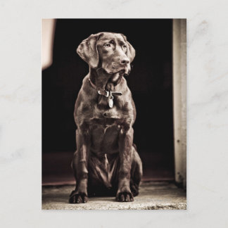 Schokolade Labrador Retriever Postkarte