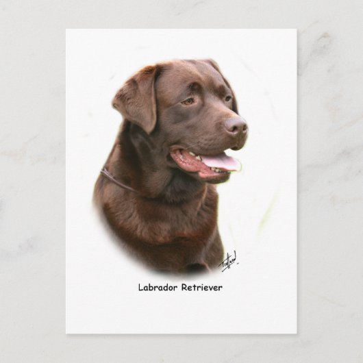 Schokolade Labrador Retriever Postkarte (Vorderseite)