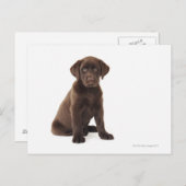 Schokolade Labrador Retriever Puppy Postkarte (Vorne/Hinten)