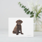 Schokolade Labrador Retriever Puppy Postkarte (Stehend Vorderseite)