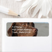 Schokolade-Labrador-Rücksendeadresse-Postleitzahl (Insitu)