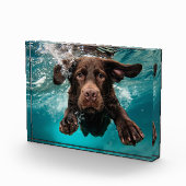 Schokolade Labrador Schwimmen unter Wasser Fotoblock (Rechts)