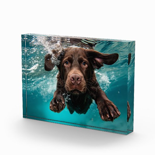 Schokolade Labrador Schwimmen unter Wasser Fotoblock (Rechts)