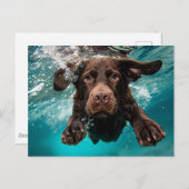 Schokolade Labrador Schwimmen unter Wasser Postkarte (Vorne/Hinten)