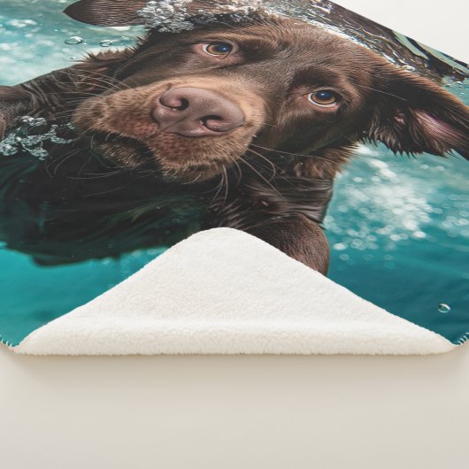Schokolade Labrador Schwimmen unter Wasser Sherpadecke (3/4)