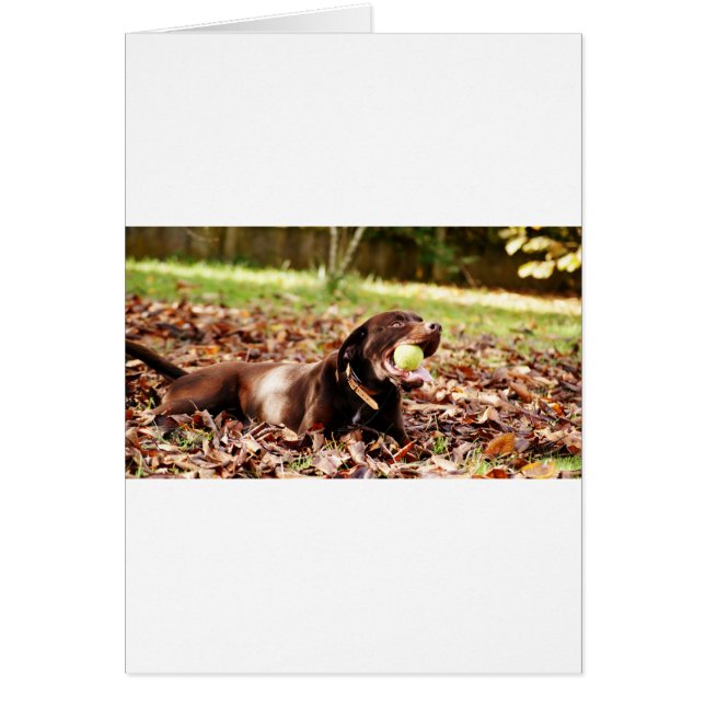 Schokolade-Labrador-Spiel mit Ball (Vorne)