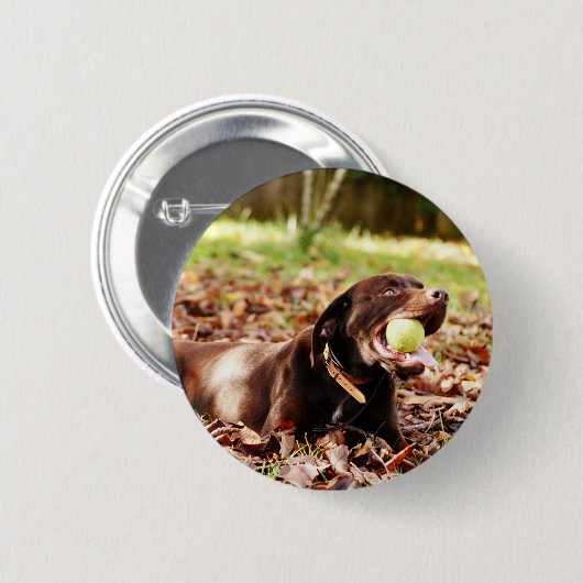 Schokolade-Labrador-Spiel mit Ball Button (Vorne & Hinten)