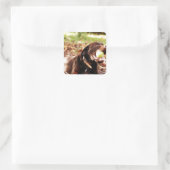 Schokolade-Labrador-Spiel mit Ball Quadratischer Aufkleber (Tasche)