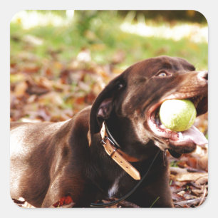 Schokolade-Labrador-Spiel mit Ball Quadratischer Aufkleber