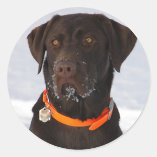 Schokolade Labrador Sticker