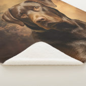 Schokolade Labrador Vater Sherpadecke (3/4)