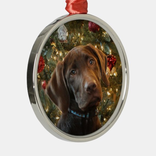 Schokolade Labrador Weihnachtsschmuck (Rechts)