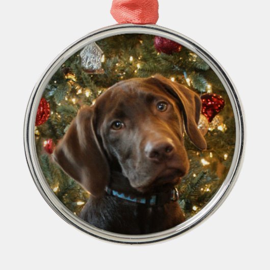 Schokolade Labrador Weihnachtsschmuck (Vorne)