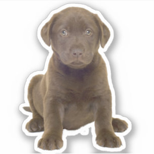 Schokolade Labrador Welpe Aufkleber