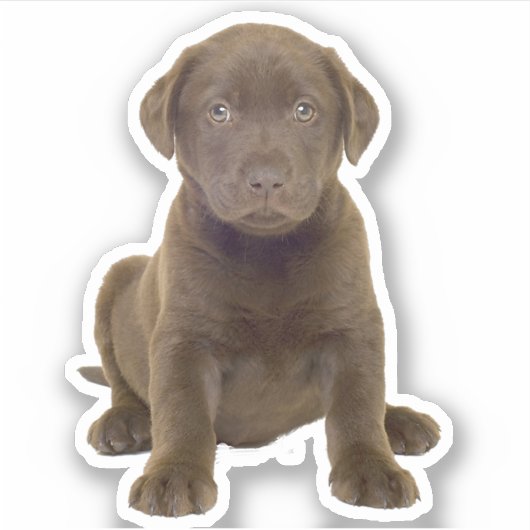 Schokolade Labrador Welpe Aufkleber (Vorderseite)