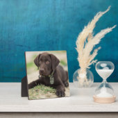 Schokolade Labrador Welpe Fotoplatte (InSitu)