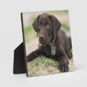 Schokolade Labrador Welpe Fotoplatte (Vorderseite)