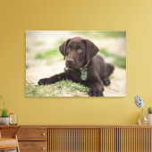 Schokolade Labrador Welpe Leinwanddruck (Insitu (Wohnzimmer))