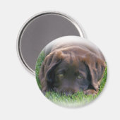 Schokolade Labrador Welpe Magnet (Vorderseite/Rückseite)