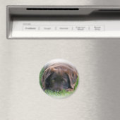 Schokolade Labrador Welpe Magnet (In Situ (Geschirrspüler))