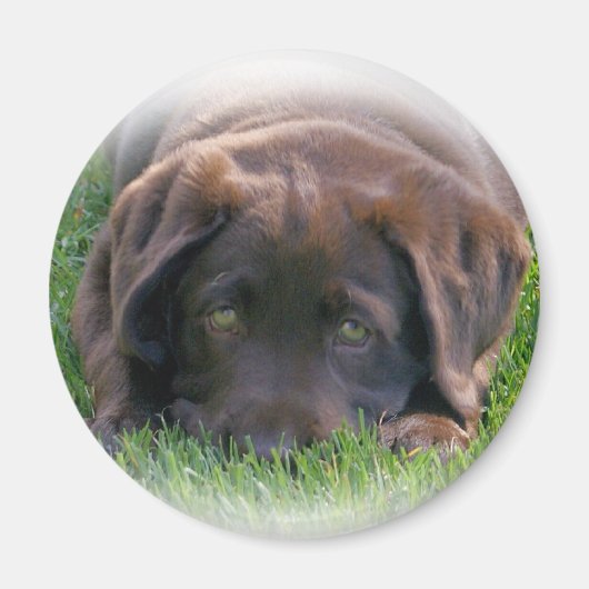 Schokolade Labrador Welpe Magnet (Vorne)