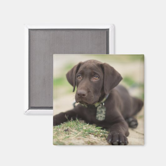 Schokolade Labrador Welpe Magnet (Vorderseite/Rückseite)