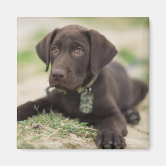 Schokolade Labrador Welpe Magnet (Vorne)