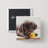 Schokolade-Labrador-Welpe mit Spielzeug-Ente Button (Vorne & Hinten)