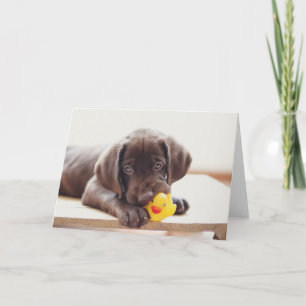 Schokolade-Labrador-Welpe mit Spielzeug-Ente Karte