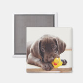 Schokolade-Labrador-Welpe mit Spielzeug-Ente Magnet (Vorderseite/Rückseite)
