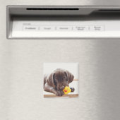 Schokolade-Labrador-Welpe mit Spielzeug-Ente Magnet (In Situ (Geschirrspüler))