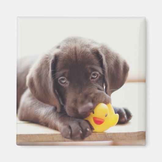 Schokolade-Labrador-Welpe mit Spielzeug-Ente Magnet (Vorne)